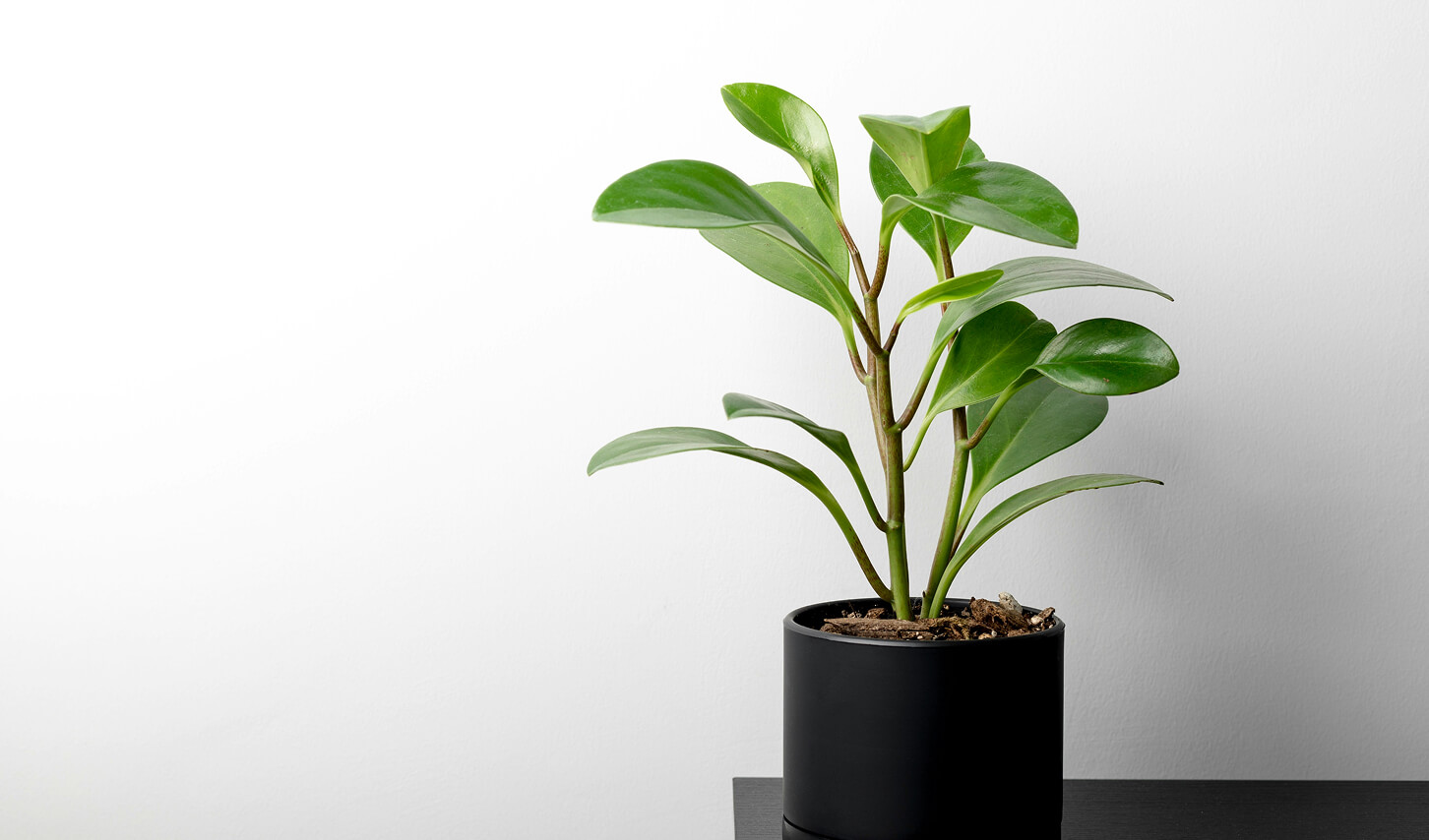 Plant in modern office setting